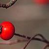 Crataegus viridis 'Winter King', fruit