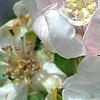 Cydonia oblonga 'Aromatnaya', flowers