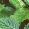 Duchesnia indica, leaves