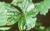 Duchesnia indica, leaves