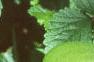 Duchesnia indica, leaves