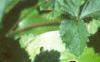 Duchesnia indica, leaves