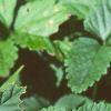 Duchesnia indica, leaves