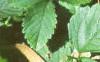 Duchesnia indica, leaves