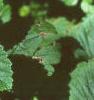 Duchesnia indica, leaves