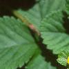 Duchesnia indica, flowers