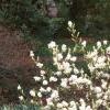 Exochorda x macrantha 'The Bride', habit