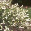 Exochorda x macrantha 'The Bride', habit