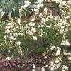 Exochorda x macrantha 'The Bride', habit