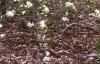 Exochorda x macrantha 'The Bride', habit