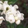 Exochorda x macrantha 'The Bride', flowers