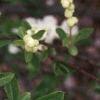 Exochorda x macrantha 'The Bride', flowers