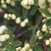 Exochorda x macrantha 'The Bride', flowers