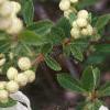 Exochorda x macrantha 'The Bride', flowers