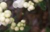 Exochorda x macrantha 'The Bride', flowers