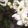 Exochorda x macrantha 'The Bride', flowers
