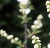 Exochorda x macrantha 'The Bride', flowers
