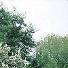 Exochorda racemosa, habit