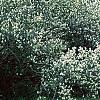 Exochorda racemosa, habit
