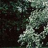 Exochorda racemosa, habit