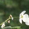Exochorda racemosa, flowers