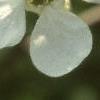 Exochorda racemosa, flowers