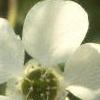 Exochorda racemosa, flowers