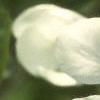 Exochorda racemosa, flowers