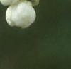 Exochorda racemosa, flowers