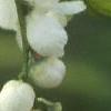 Exochorda racemosa, flowers