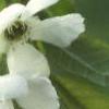 Exochorda racemosa, flowers