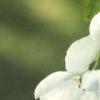 Exochorda racemosa, flowers