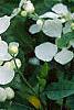 Exochorda racemosa, flowers