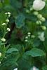 Exochorda racemosa, flowers