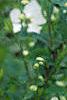 Exochorda racemosa, flowers