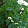 Exochorda racemosa, flowers