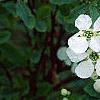 Exochorda racemosa, flowers