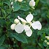 Exochorda racemosa, flowers