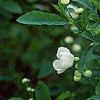 Exochorda racemosa, flowers