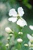 Exochorda racemosa, flowers