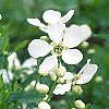 Exochorda racemosa, flowers