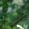 Exochorda racemosa, flowers