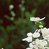 Exochorda racemosa, flowers