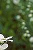 Exochorda racemosa, flowers