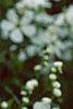 Exochorda racemosa, flowers