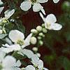 Exochorda racemosa, flowers