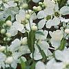 Exochorda racemosa, flowers