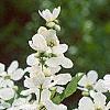 Exochorda racemosa, flowers