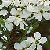 Exochorda racemosa, flowers