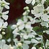 Exochorda racemosa, flowers